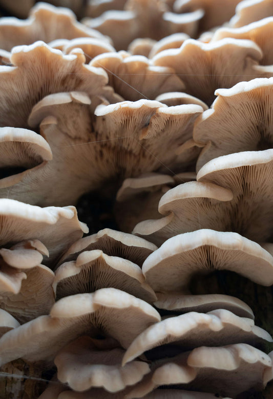 The Ultimate Guide to Youth & Earth Nerve Growth Factor: Boost Cognitive Health and Longevity