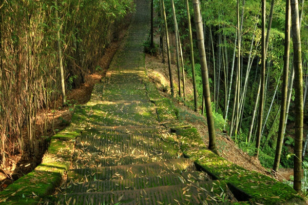 Activated Bamboo Charcoal —  Broad-Spectrum Binder