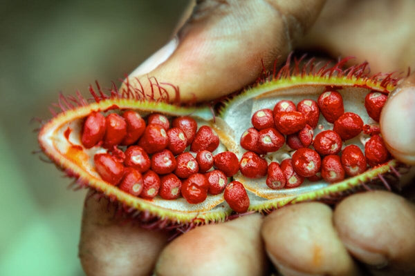 What Are Annatto Tocotrienols? The Superior Side of Vitamin E