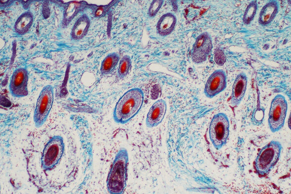 What Happens To Your Cells As You Age - Pt. 3